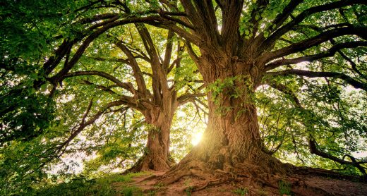 two brown trees